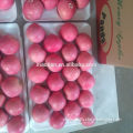 Chinese Fruit Names